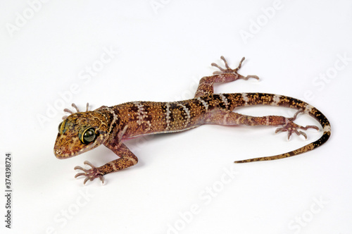 Peters' Bow-fingered Gecko / Gebänderter Bogenfingergecko (Cyrtodactylus consobrinus) photo