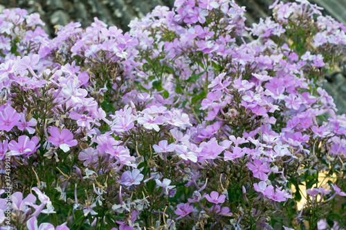 View of the pink flowers filling the whole picture