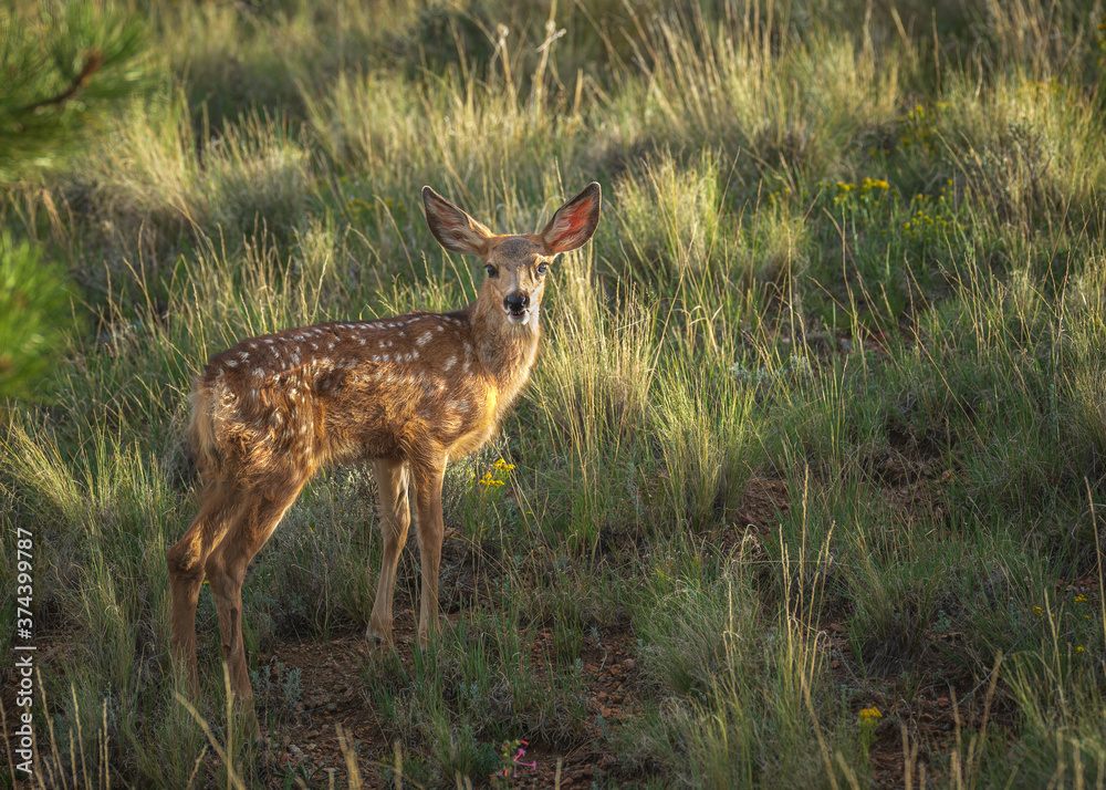 Fawn Fawn