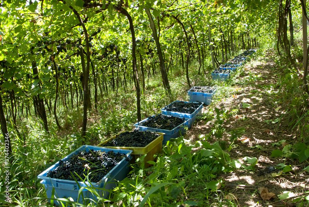 Plantação de uvas para vinho Stock Photo | Adobe Stock