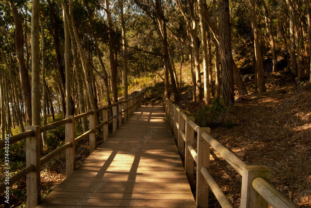 Obraz premium wooden bridge in the forest cies islands galicia