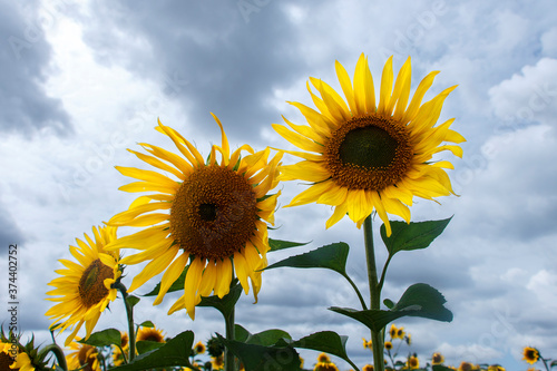 sunflowers in the field