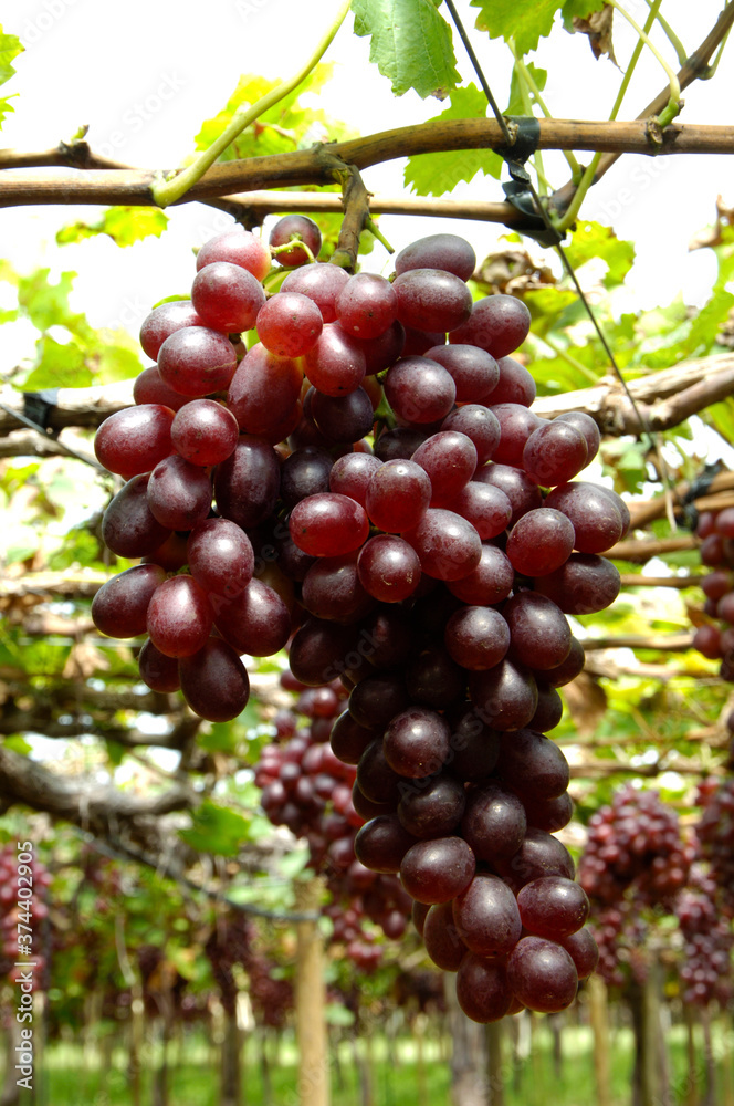 Plantação de uva crimson