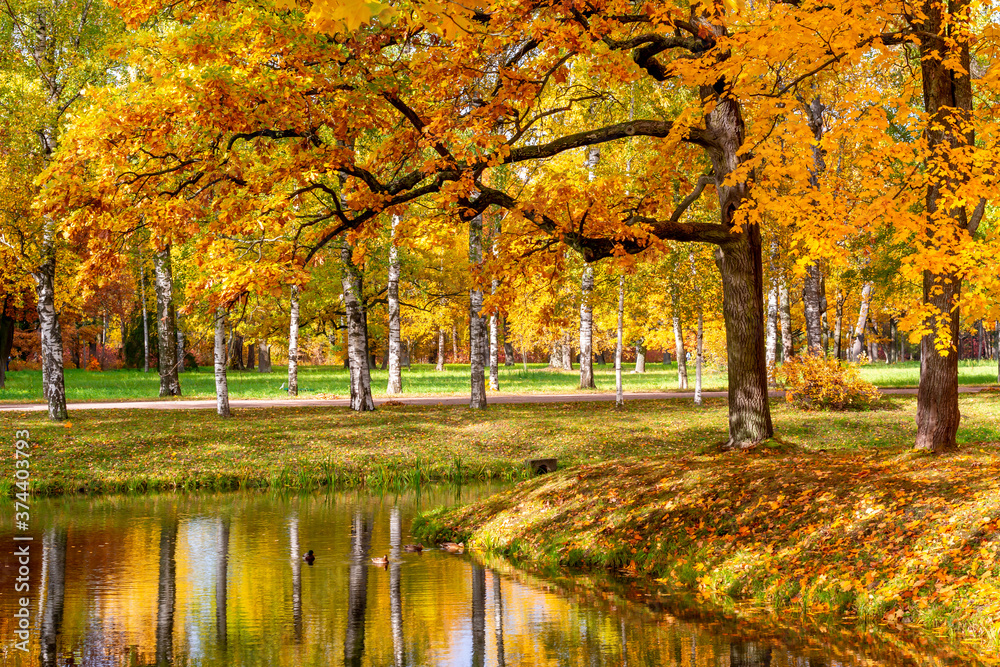 Obraz premium Golden autumn in Alexander park, Tsarskoe Selo (Pushkin) Saint Petersburg, Russia