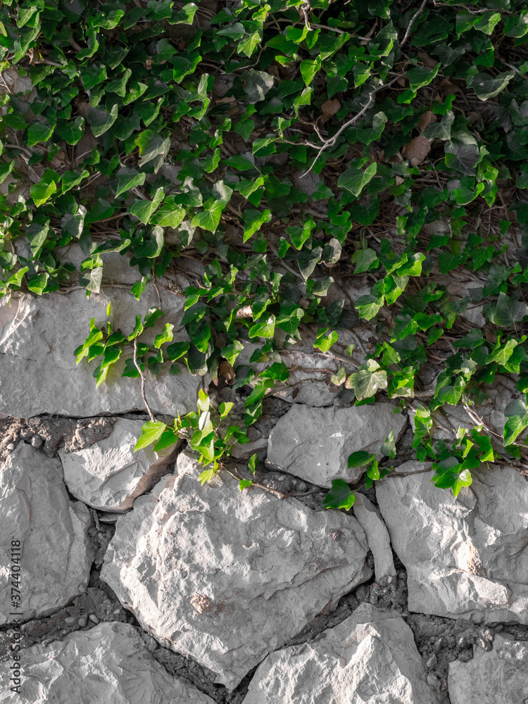 Fototapeta premium Ivy growing on a cobblestone wall