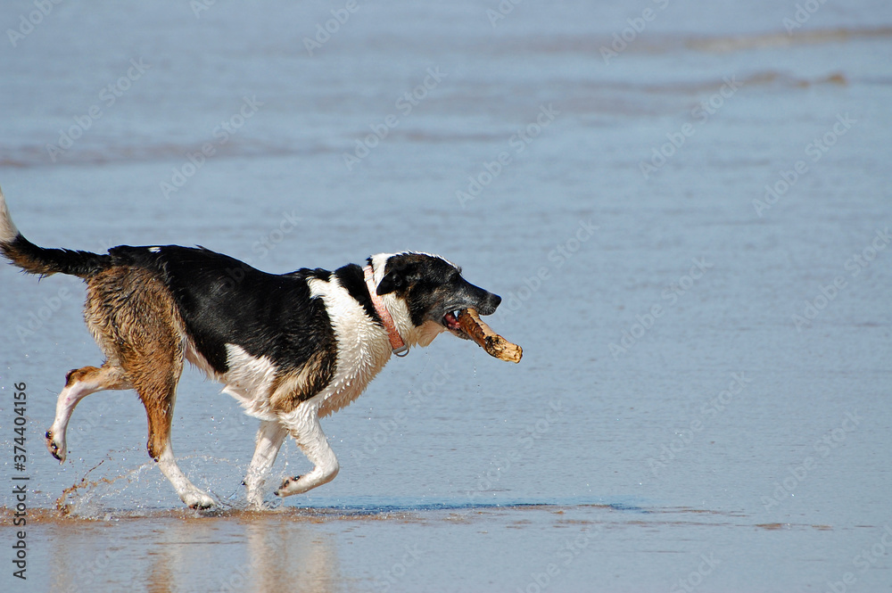Border Collie Dog Playing Fetch On Beach Border Collie Dog Playing Fetch On Beach