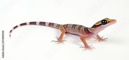 Intermediate Bow-fingered Gecko (Cyrtodactylus intermedius) - Kleiner Bogenfingergecko photo