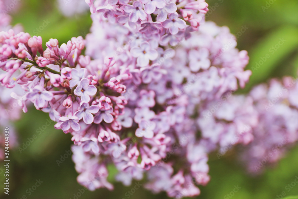 pink cherry blossoms