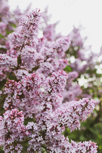 branch of lilac flowers