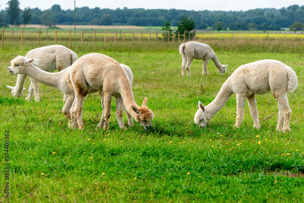 Herd of shaggy suri alpacas in the green pasture. Herd of shaggy suri alpacas in the green pasture.