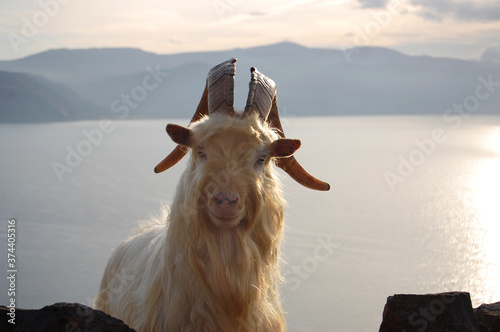 Great Orme Kashmiri Billy Goat Peering Over Wall, Great Orme, Llandudno