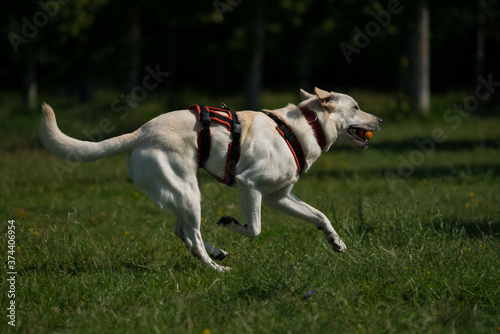 Dog in the Park photo