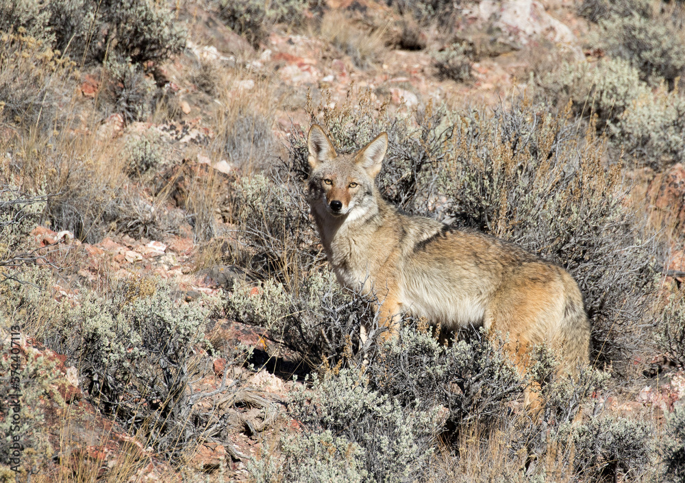 coyote in the wild