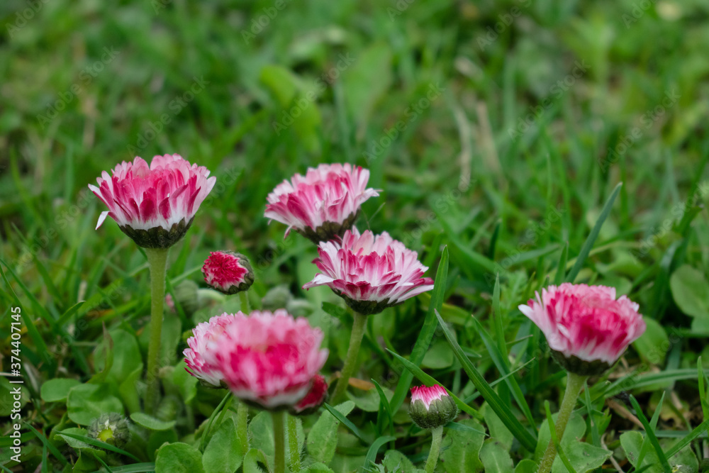 Bellis flowers close up pink with white flecks grow in the field