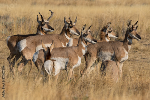 Murais de parede pronghorn antelope herd