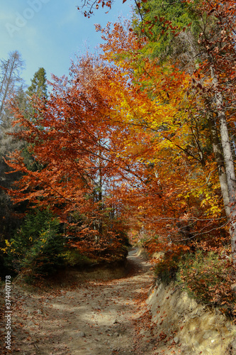 path in autumn forest © Olga