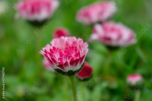 Bellis flower close-up of hot pink color