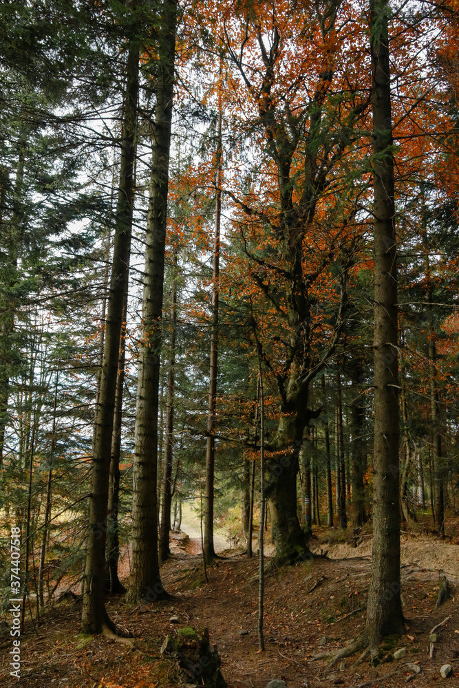 forest in autumn