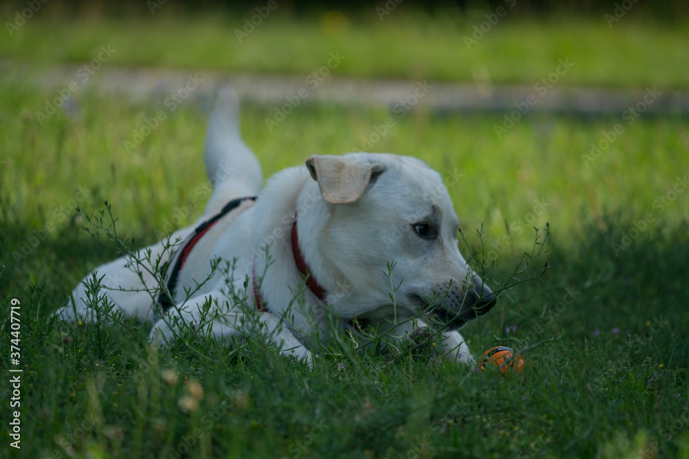 Dog in the Park