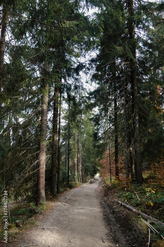 road in the woods