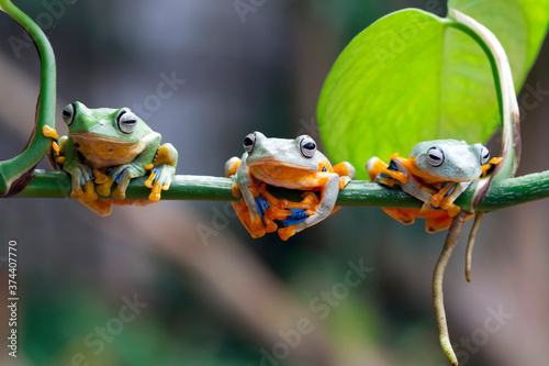 Javan tree frog front view on green leaves, Flying frog sitting on branch