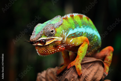 Chameleon panther catching an insect on dry leaves