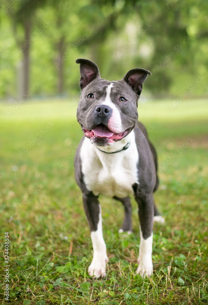 A happy Pit Bull Terrier mixed breed dog standing outdoors