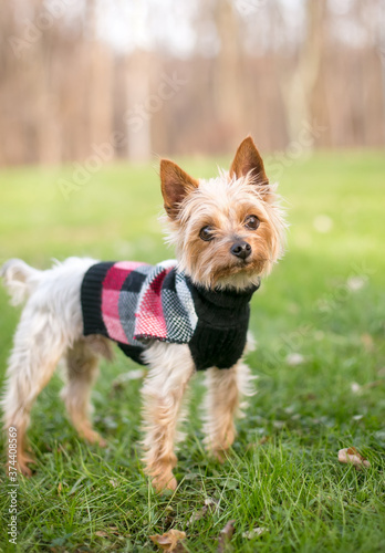 A Yorkshire Terrier mixed breed dog wearing a sweater © Mary Swift
