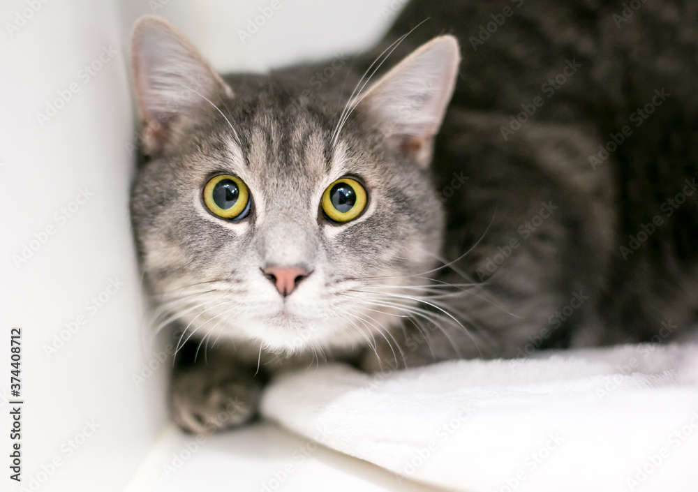 A wide-eyed tabby cat with dilated pupils A wide-eyed tabby cat with dilated pupils