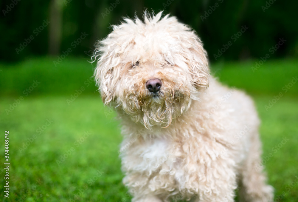 A shaggy Puli sheepdog mixed breed dog with curly hair