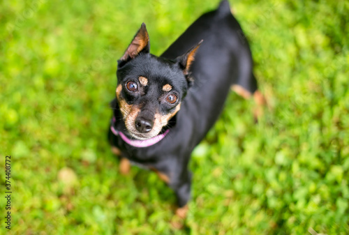 A Miniature Pinscher dog with cropped ears looking up