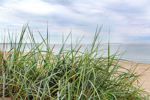 Fototapeta Naklejka Na Ścianę i Meble -  Tall grass on the seashore