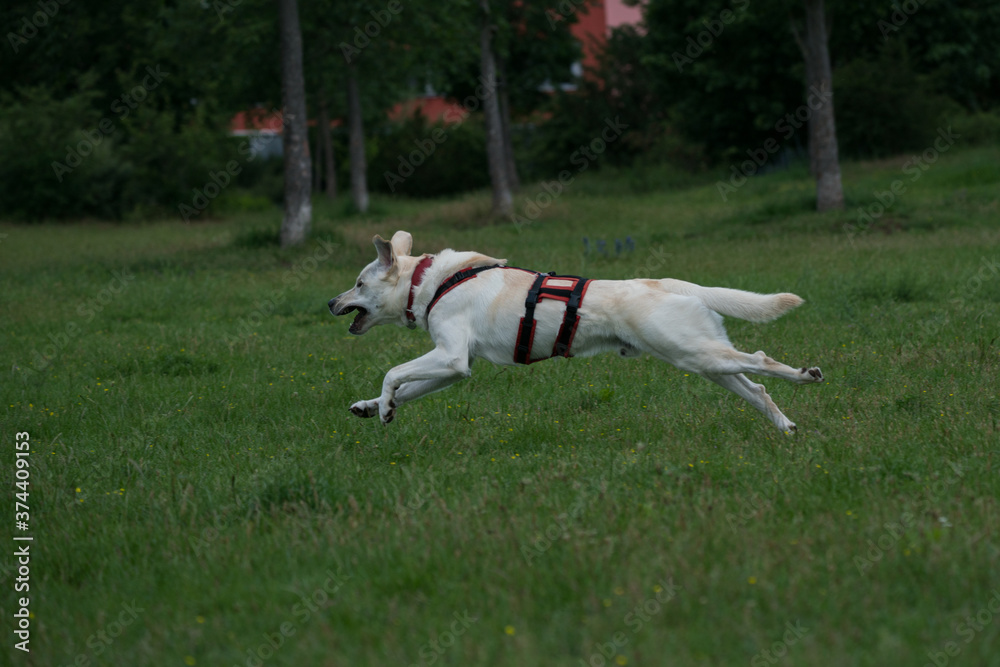 Dog in the Park