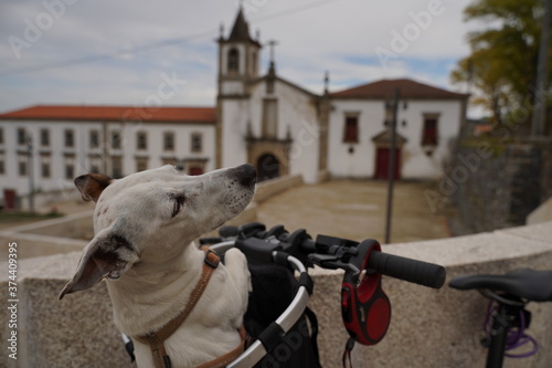 Beautiful dog in bicycle. Jack Russell dog