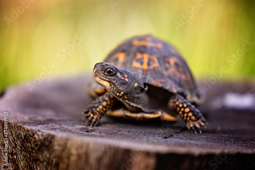 Box turtle © Luiza