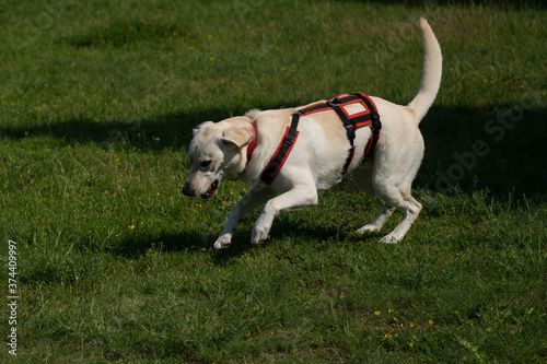 Dog in the Park photo