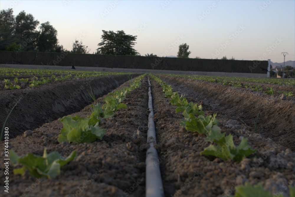 Obraz premium Campo de lechuga