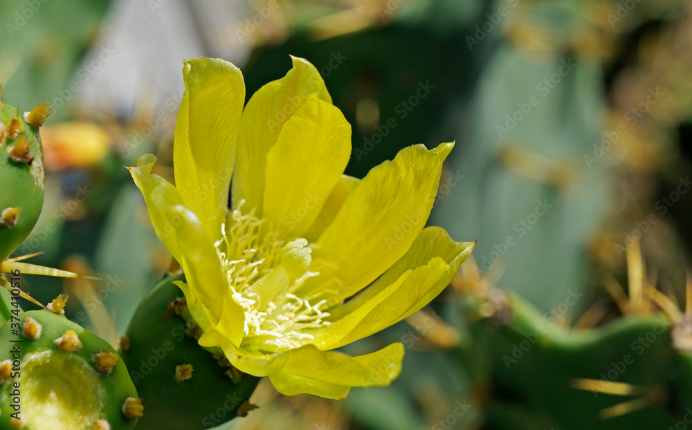 Yellow cactus flower Yellow cactus flower