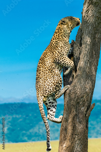 Leopard climbing a tree