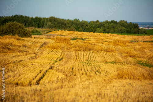 golden wheat field