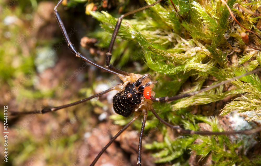 Macro shot of forest spider with parasitic mite on his body. Macro shot of forest spider with parasitic mite on his body.
