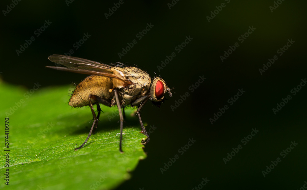 Macro shot of Flesh fly on the leaf. Sarcophagidae. Macro shot of Flesh fly on the leaf. Sarcophagidae.