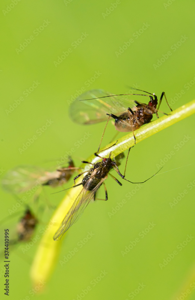 Macro shot of green Aphids on the stem. Aphidoidea. Macro shot of green Aphids on the stem. Aphidoidea.