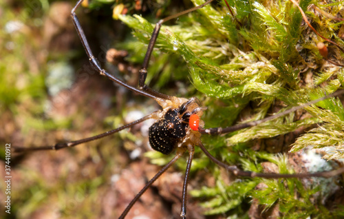 Macro shot of forest spider with parasitic mite on his body.