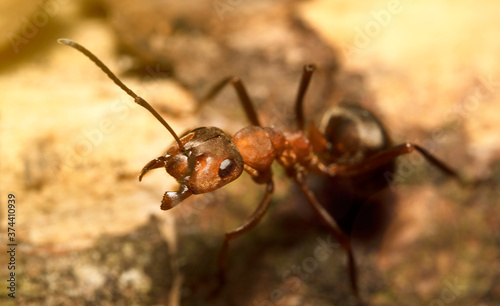 Macro shot of red wood ant. Formica rufa. © M-Production