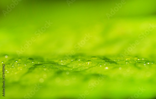 Macro shot of green leaf with raindrops. Suitable for background.