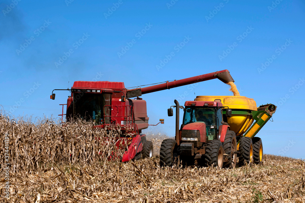Fototapeta premium Colheita e descarga de milho.