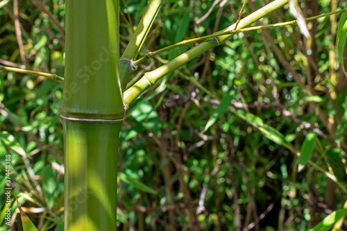 Bamboo stem close up