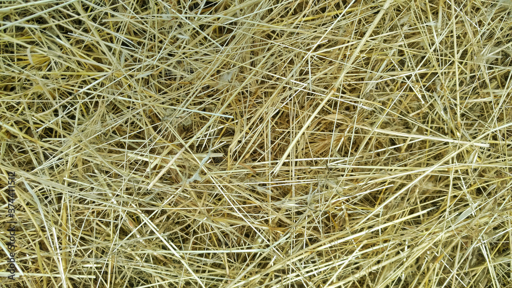 Background. Hay, mown grass. Close-up Background. Hay, mown grass. Close-up