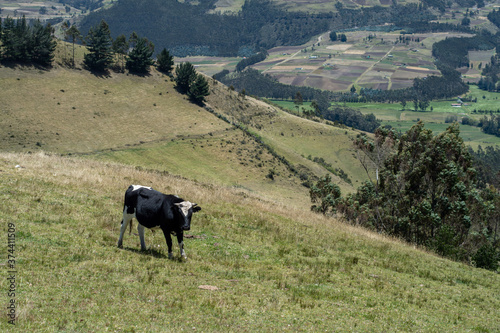 cows of diferent color on a agreen mouuntain in south america with a blue sky in the background photo